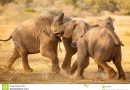 “Quando gli elefanti lottano, è l’erba che soffre”
