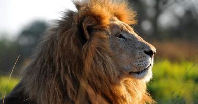 Giornata del leone: Allarme Wwf, sopravvissuta la meta della popolazione africana