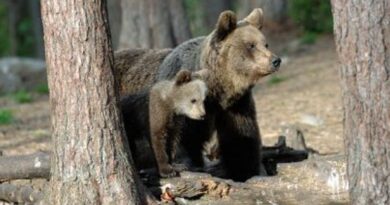Wwf: denunzia alla procura per la morte dell’orsa F36