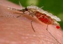 La malaria torna in Italia? La sorveglianza nel Mezzogiorno diventa cruciale