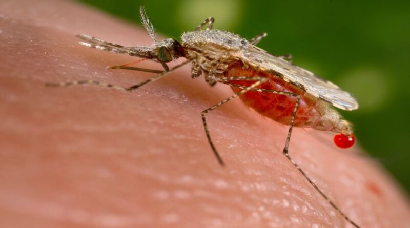 La malaria torna in Italia? La sorveglianza nel Mezzogiorno diventa cruciale