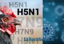Il primo caso umano di contagio H5N1