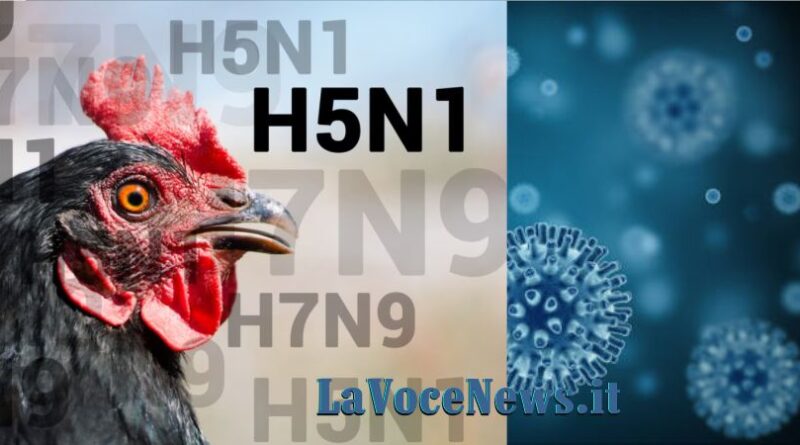 Piano di Emergenza negli USA per l’influenza aviaria H5N1