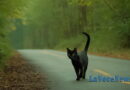 I gatti neri: emblemi di sfortuna o simboli di ingiusta superstizione?